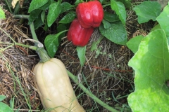 straw bale peppers