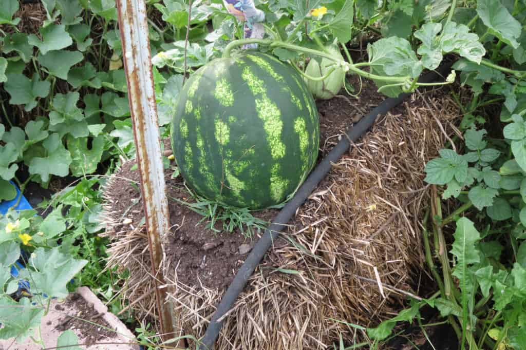 straw bale garden watermelon