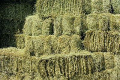 hay bale gardening