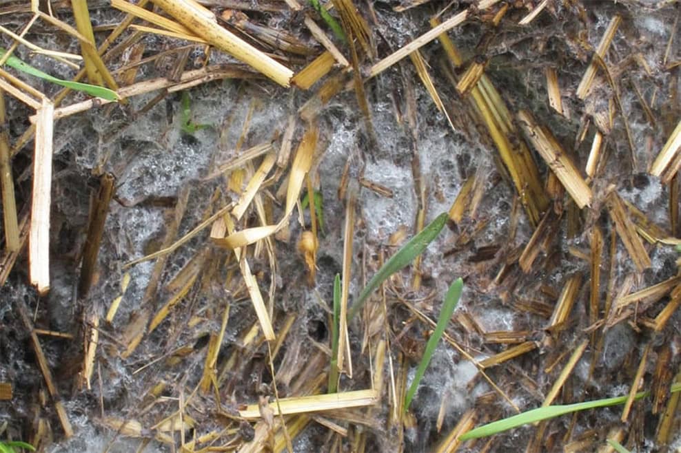 mold in straw bales