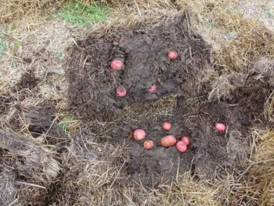 straw bale gardening potatoes