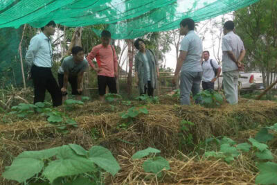 Cambodian adaptation of straw bale gardening