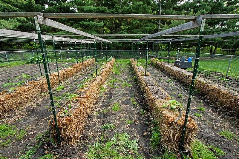 StrawbaleGardenBefore5 straw bale gardening garden with new plants starting to grow