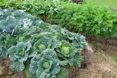 Cabbage straw bale gardening