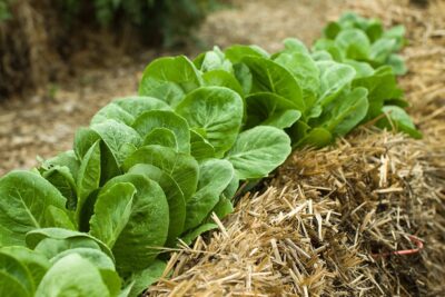 lettuce in a Straw Bale Garden